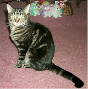 Picture of Missy